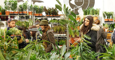 plantes Lille pas cher verdure cactus plantations vente salon